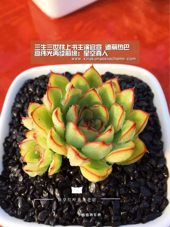 三生三世枕上书主演官宣 迪丽热巴高伟光再续前缘:星空真人(图1) 星空APP