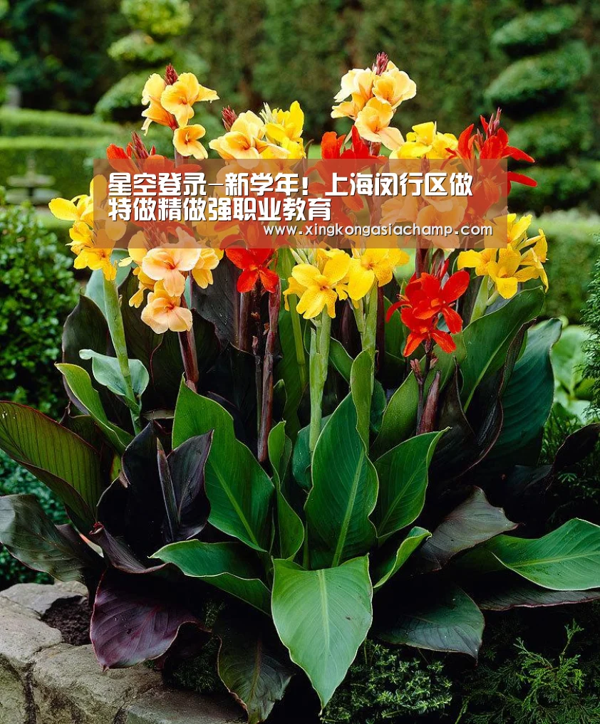星空登录-新学年!上海闵行区做特做精做强职业教育(图1) 星空真人